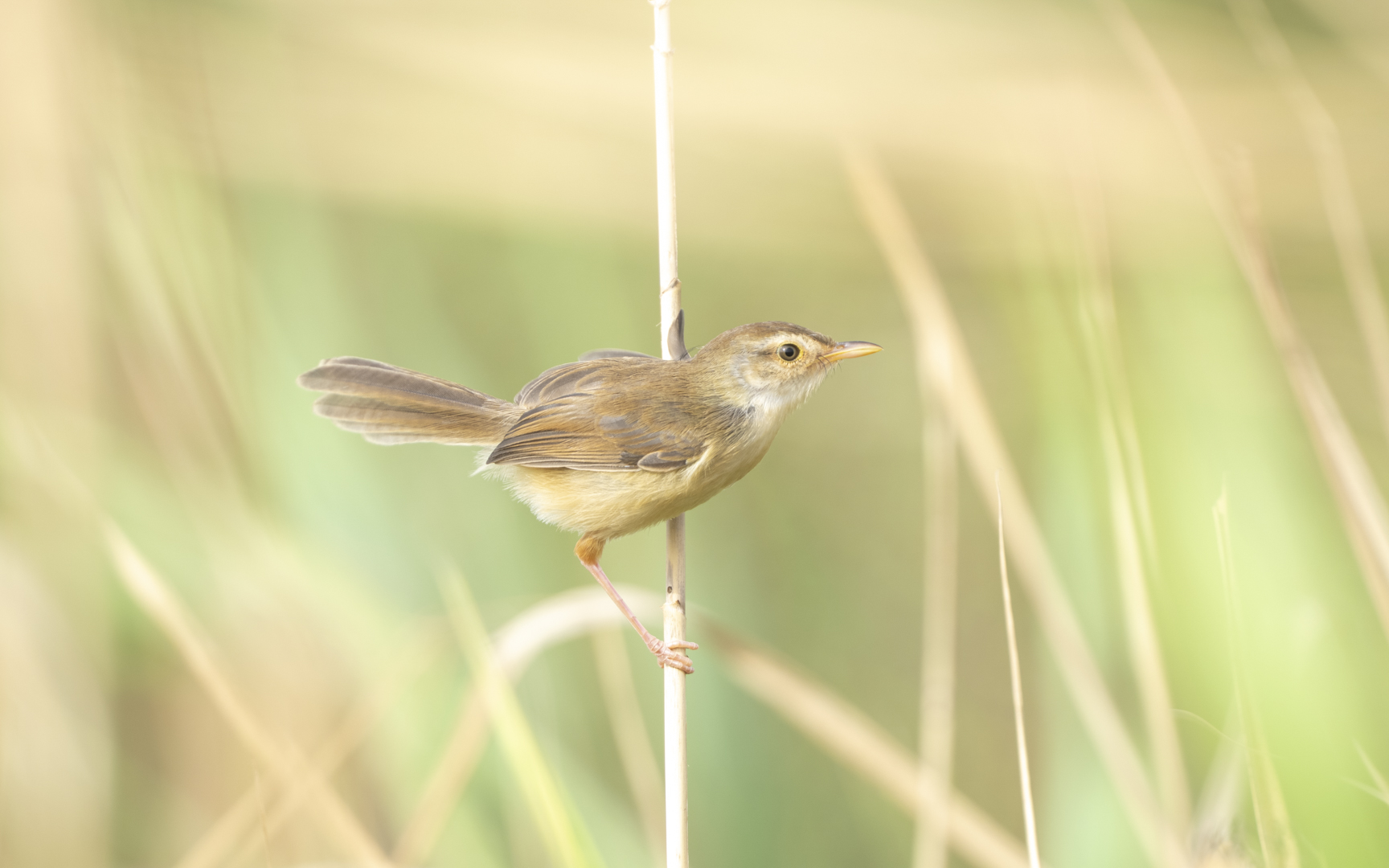 Prinia subflava – マミハウチワドリ Prinia subflava – マミハウチワドリ