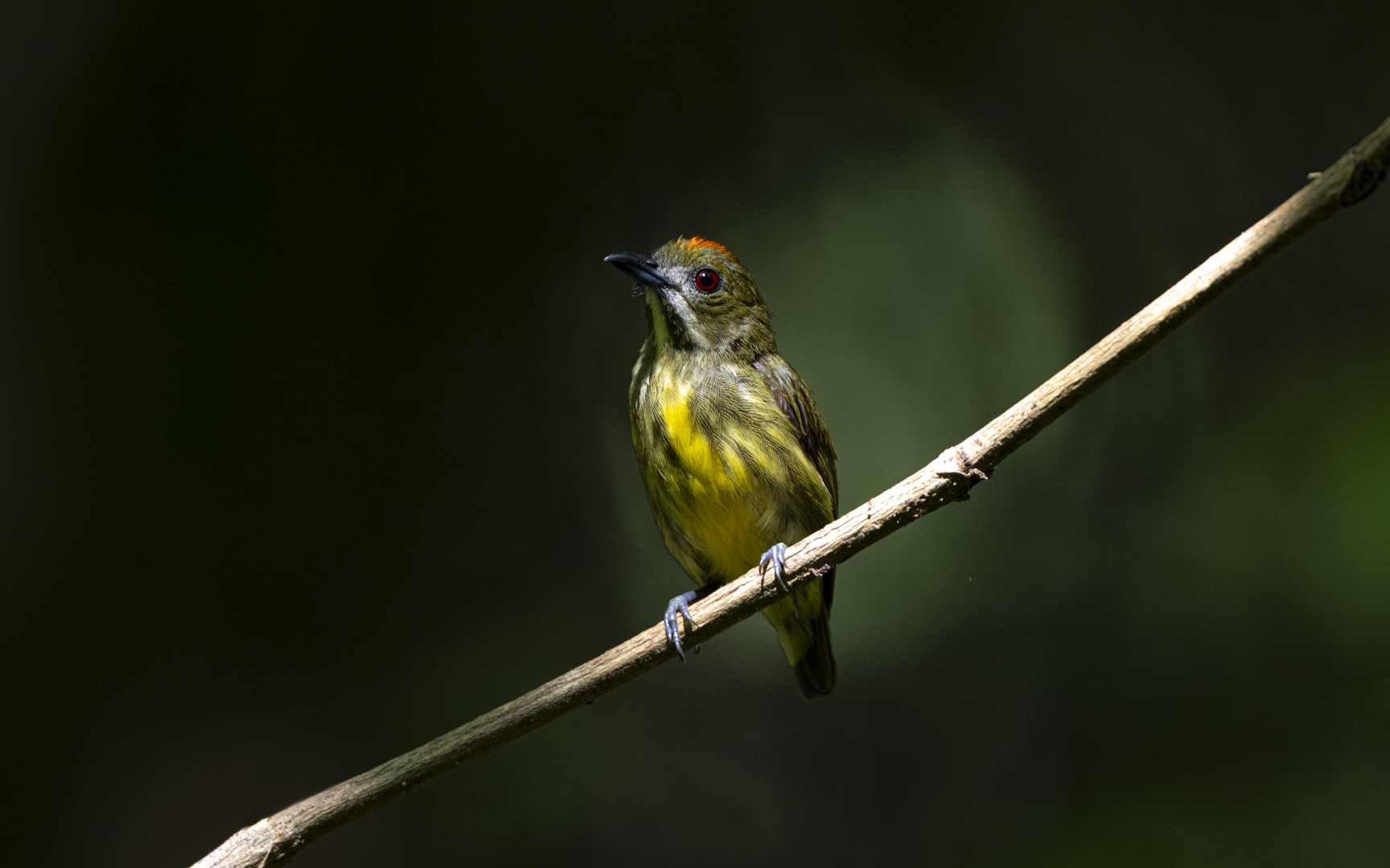 Prionochilus maculatus – キムネハナドリモドキ Prionochilus maculatus – キムネハナドリモドキ
