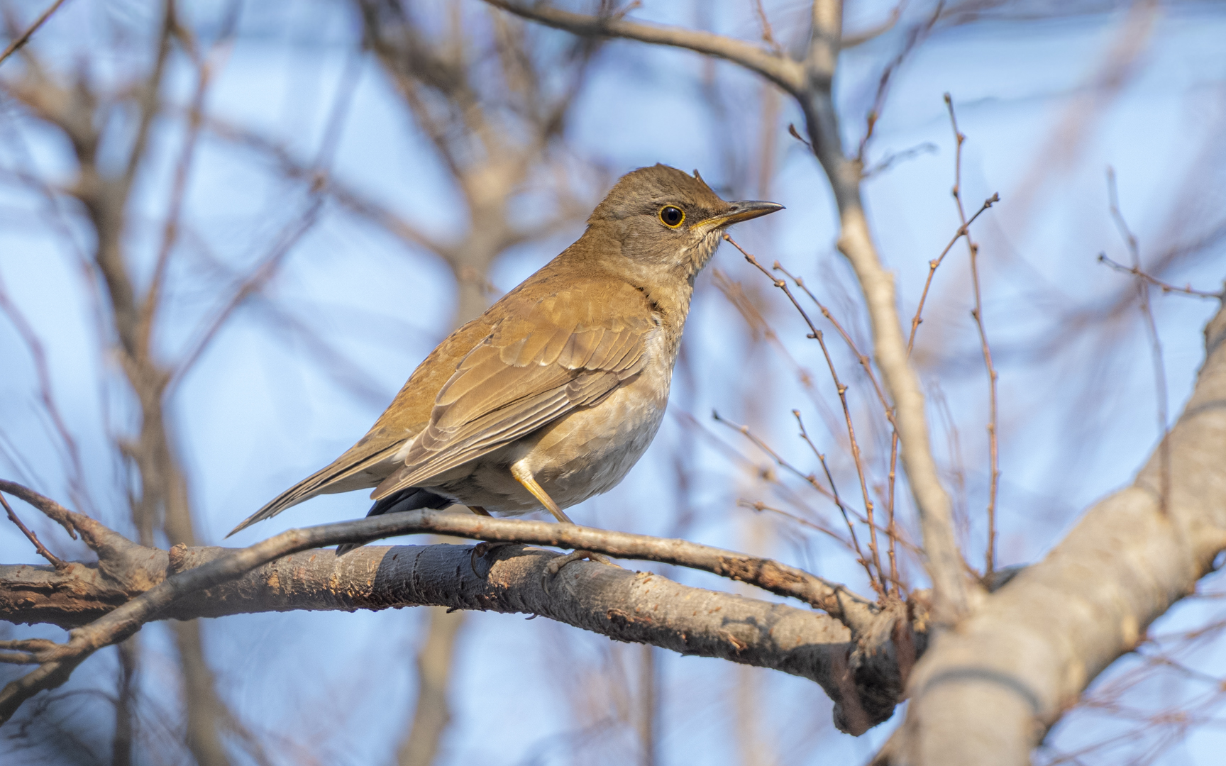 Turdus pallidus – シロハラ Turdus pallidus – シロハラ