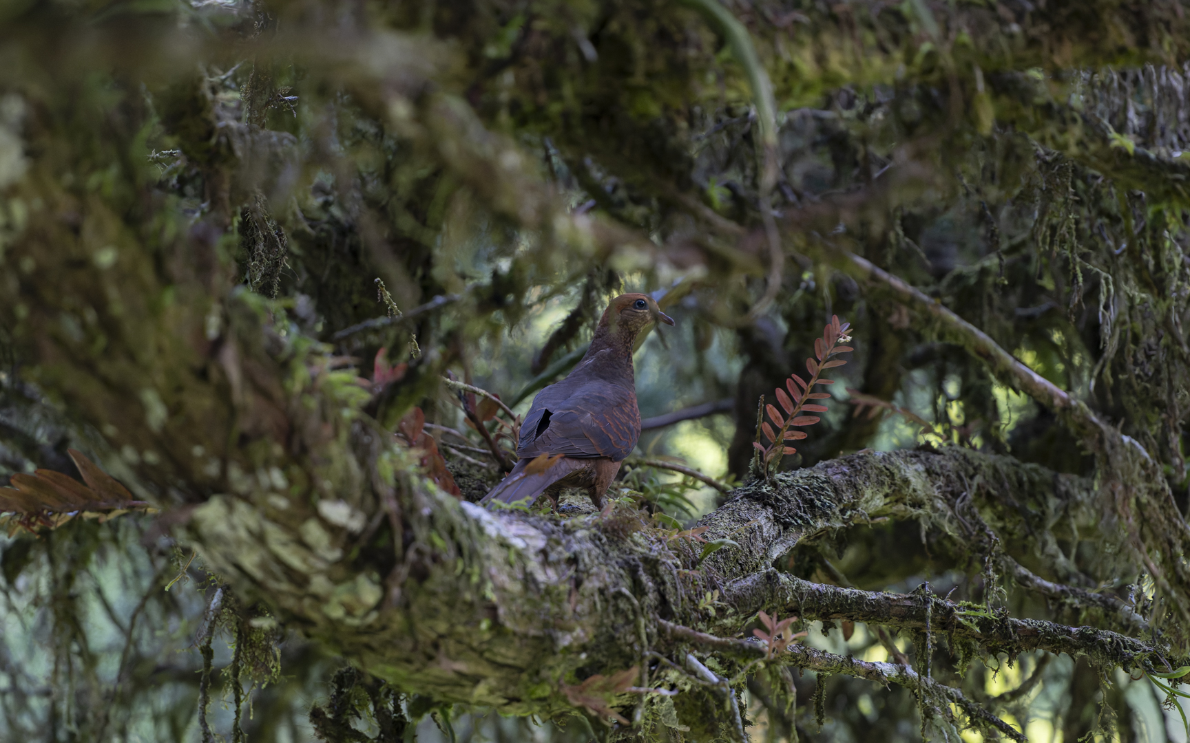 Macropygia ruficeps – ヒメオナガバト Macropygia ruficeps – ヒメオナガバト