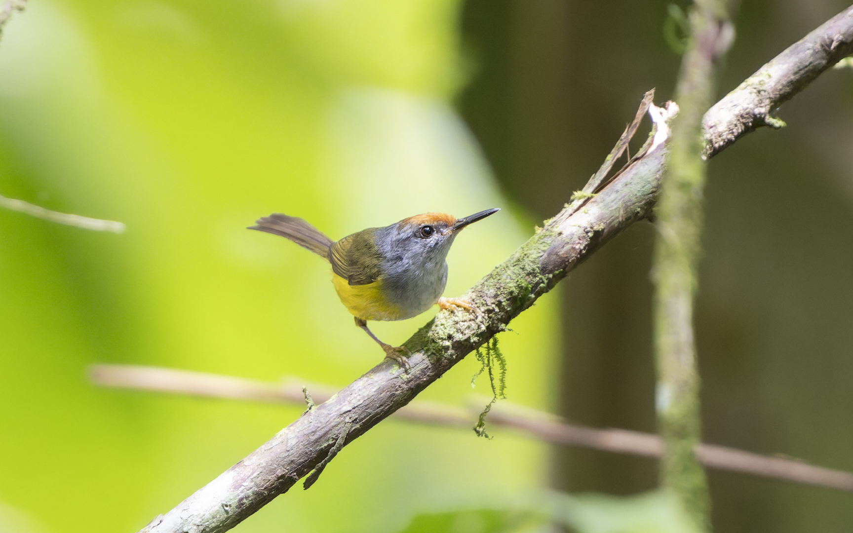 Phylloscopus castaniceps – クリガシラモリムシクイ Phylloscopus castaniceps – クリガシラモリムシクイ