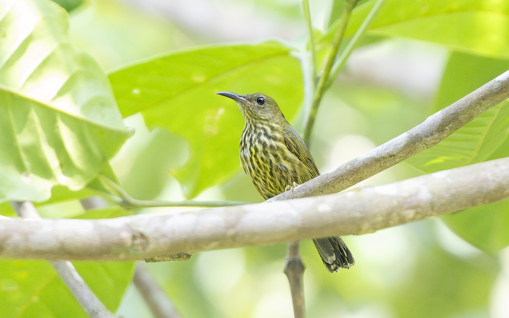 Kurochkinegramma hypogrammicum – ムナフタイヨウチョウ Kurochkinegramma hypogrammicum – ムナフタイヨウチョウ