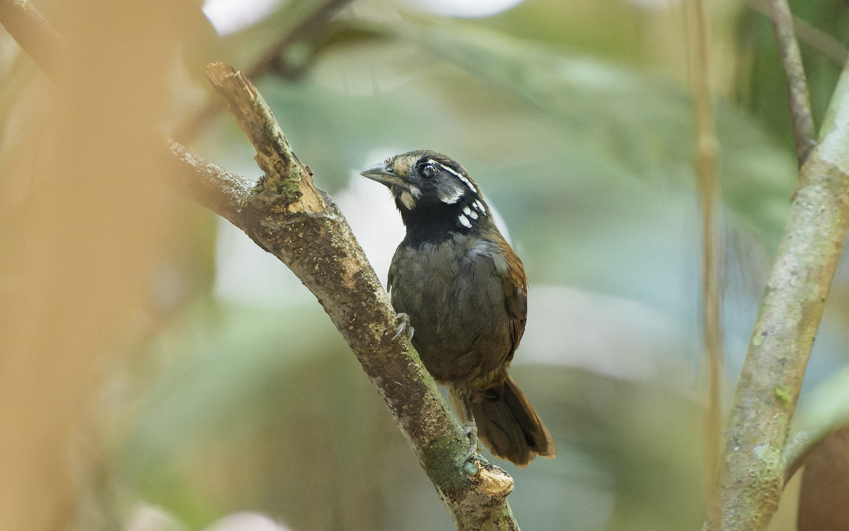 Stachyris leucotis – シラボシモリチメドリ Stachyris leucotis – シラボシモリチメドリ