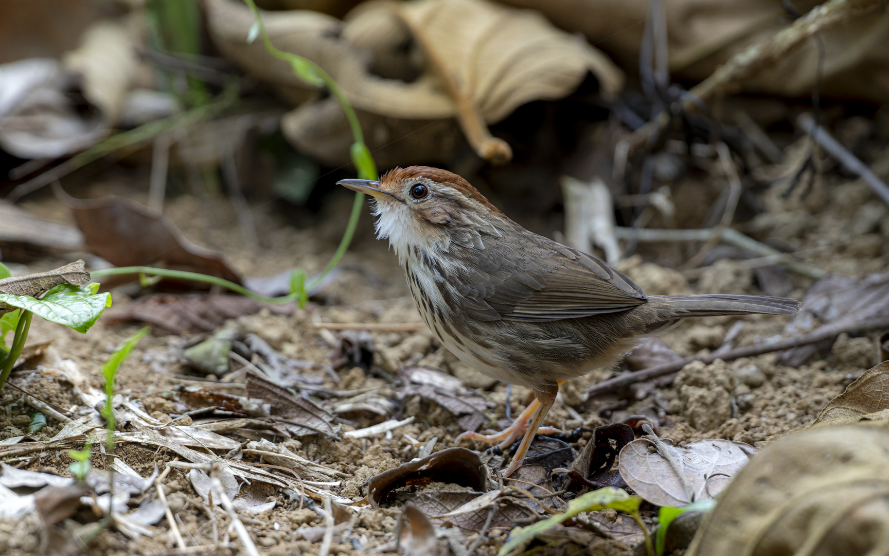 Pellorneum ruficeps – ムナフジチメドリ