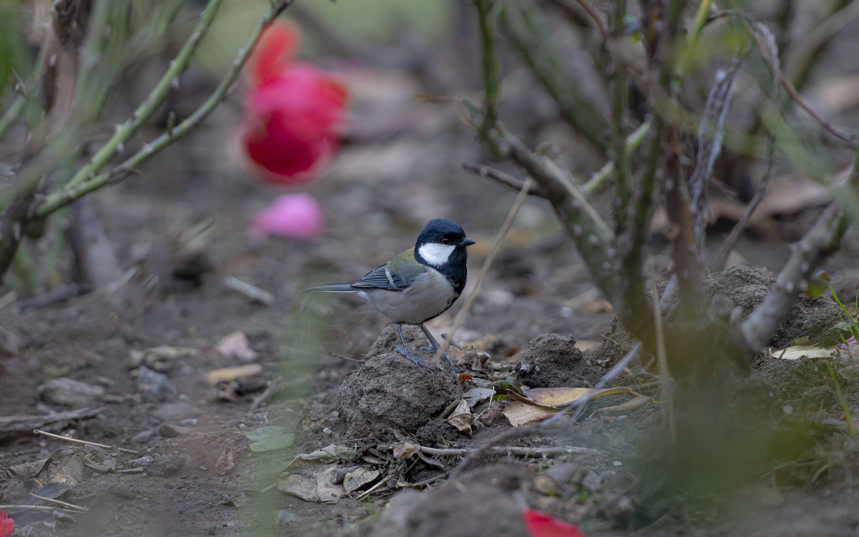 Parus cinereus – シジュウカラ Parus cinereus – シジュウカラ