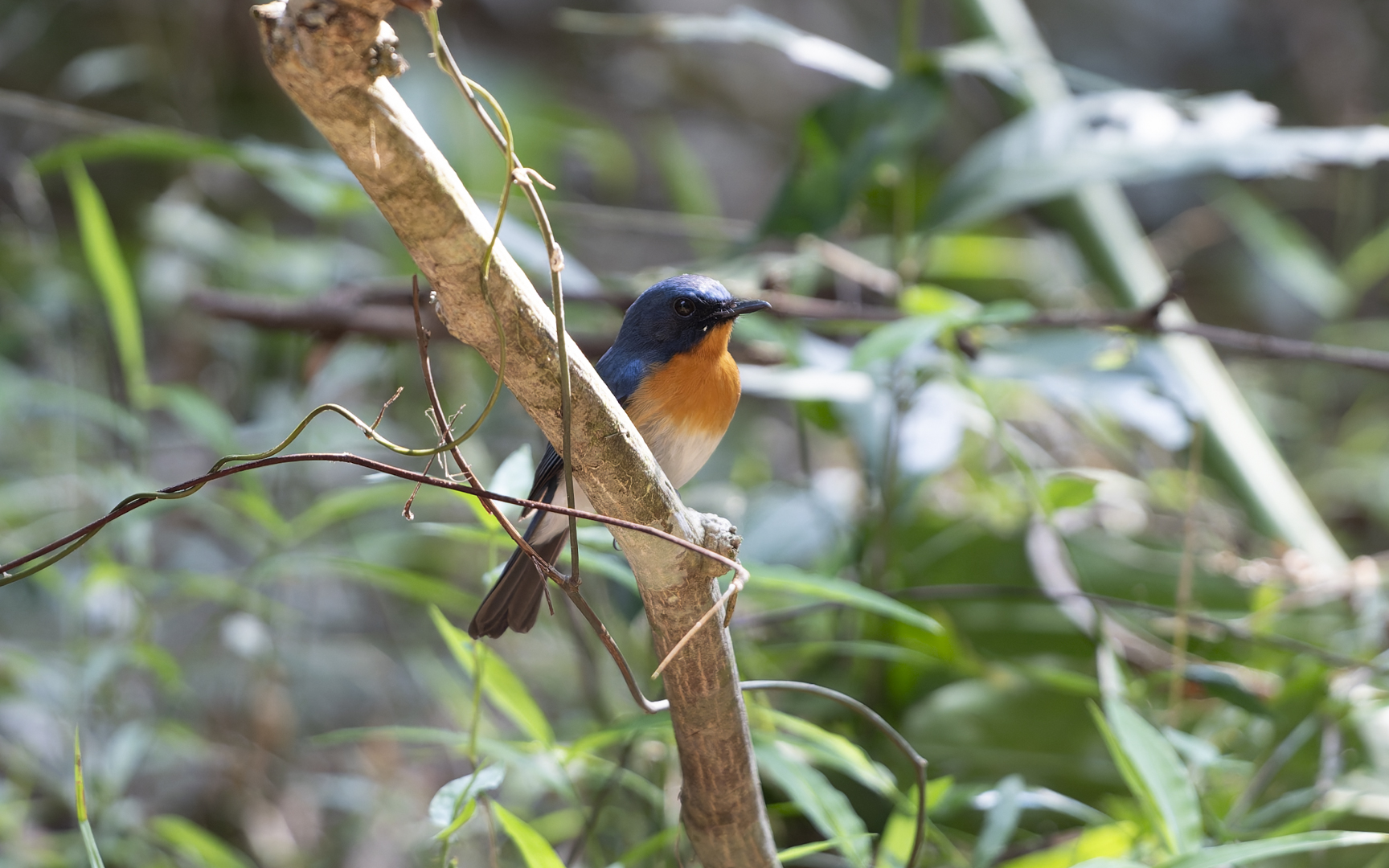 Cyornis sumatrensis – インドシナヒメアオヒタキ