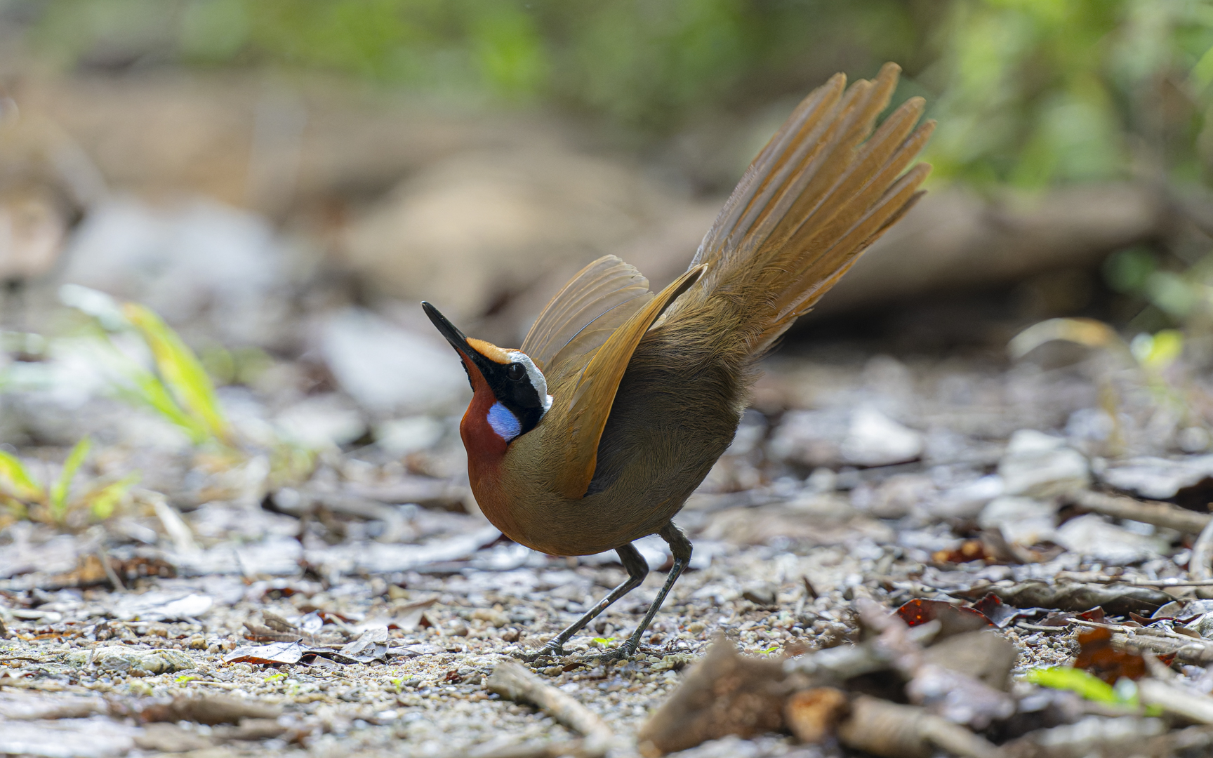 Eupetes macrocerus – クイナチメドリ Eupetes macrocerus – クイナチメドリ