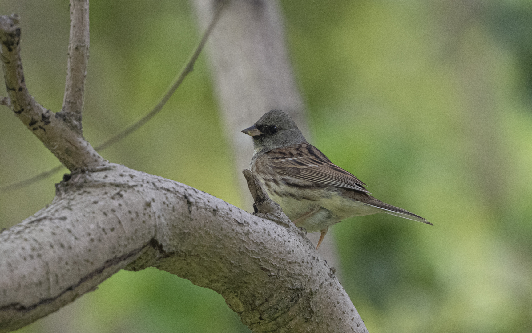 Schoeniclus spodocephalus – シベリアアオジ Schoeniclus spodocephalus – シベリアアオジ