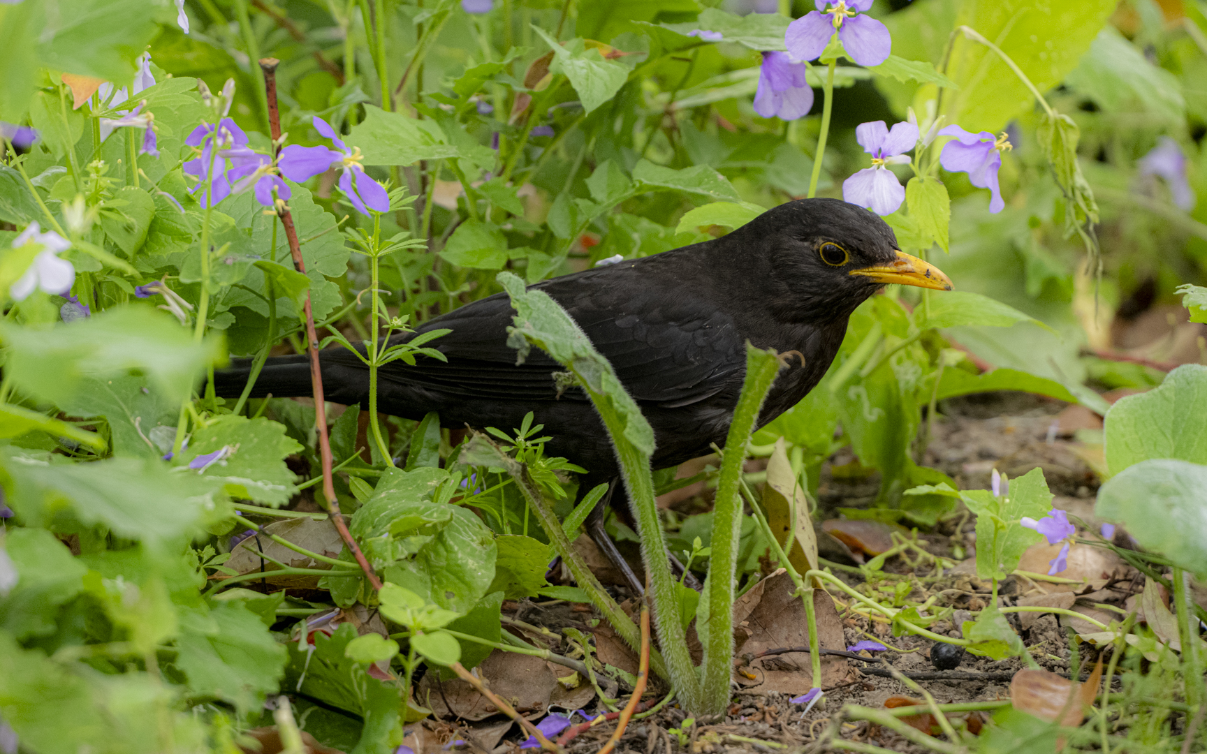 Turdus mandarinus – クロウタドリ Turdus mandarinus – クロウタドリ