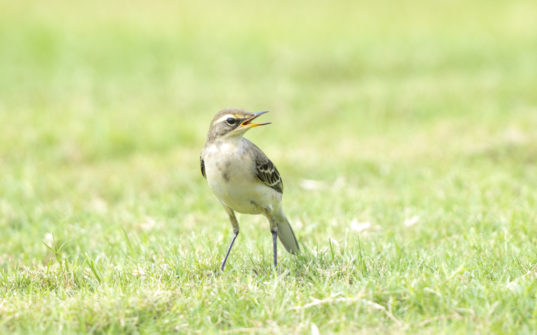 Motacilla tschutschensis – ツメナガセキレイ Motacilla tschutschensis – ツメナガセキレイ
