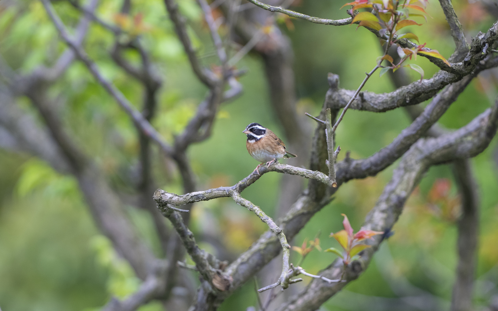 Schoeniclus tristrami – シロハラホオジロ Schoeniclus tristrami – シロハラホオジロ