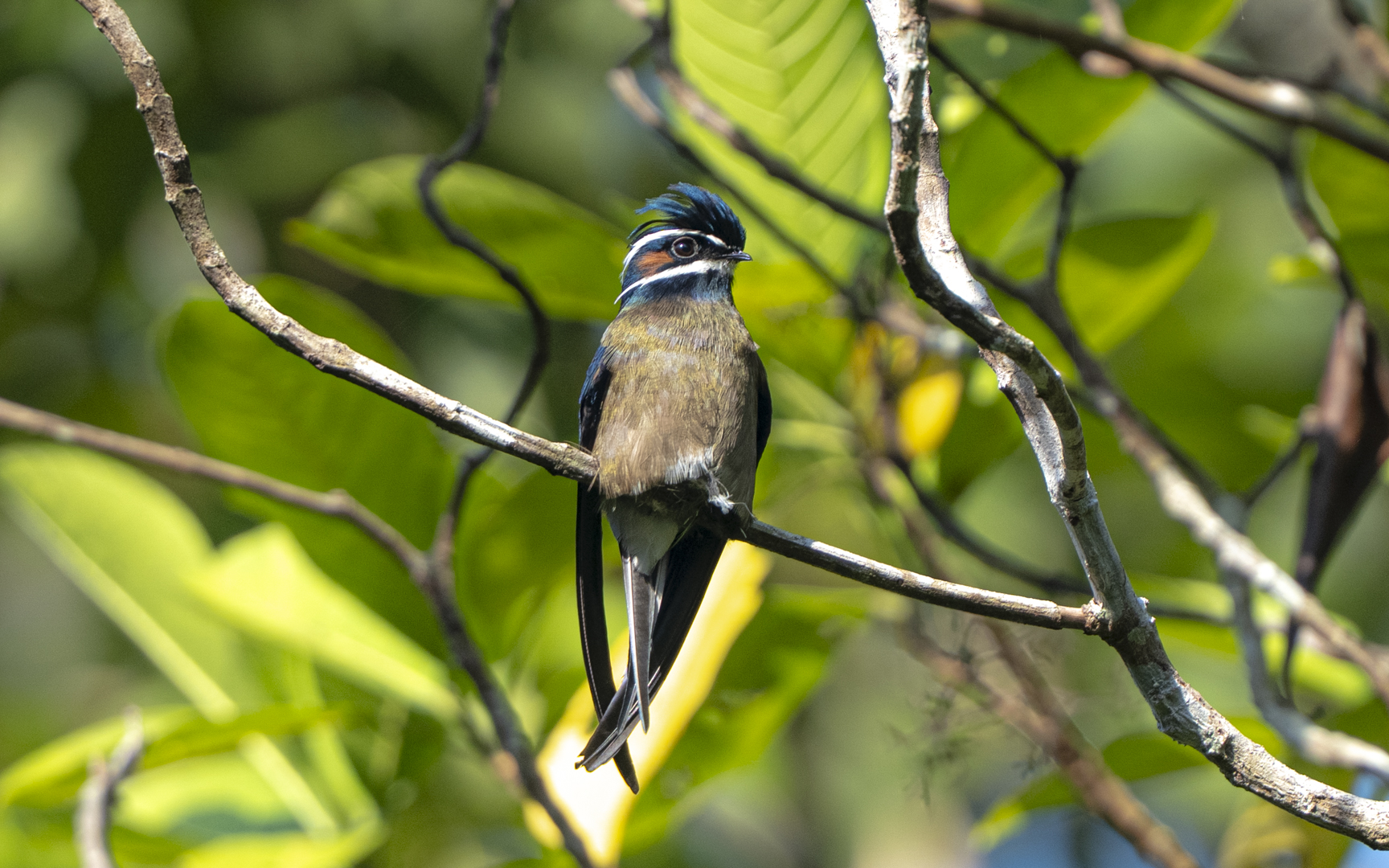 Hemiprocne comata – コシラヒゲカンムリアマツバメ Hemiprocne comata – コシラヒゲカンムリアマツバメ