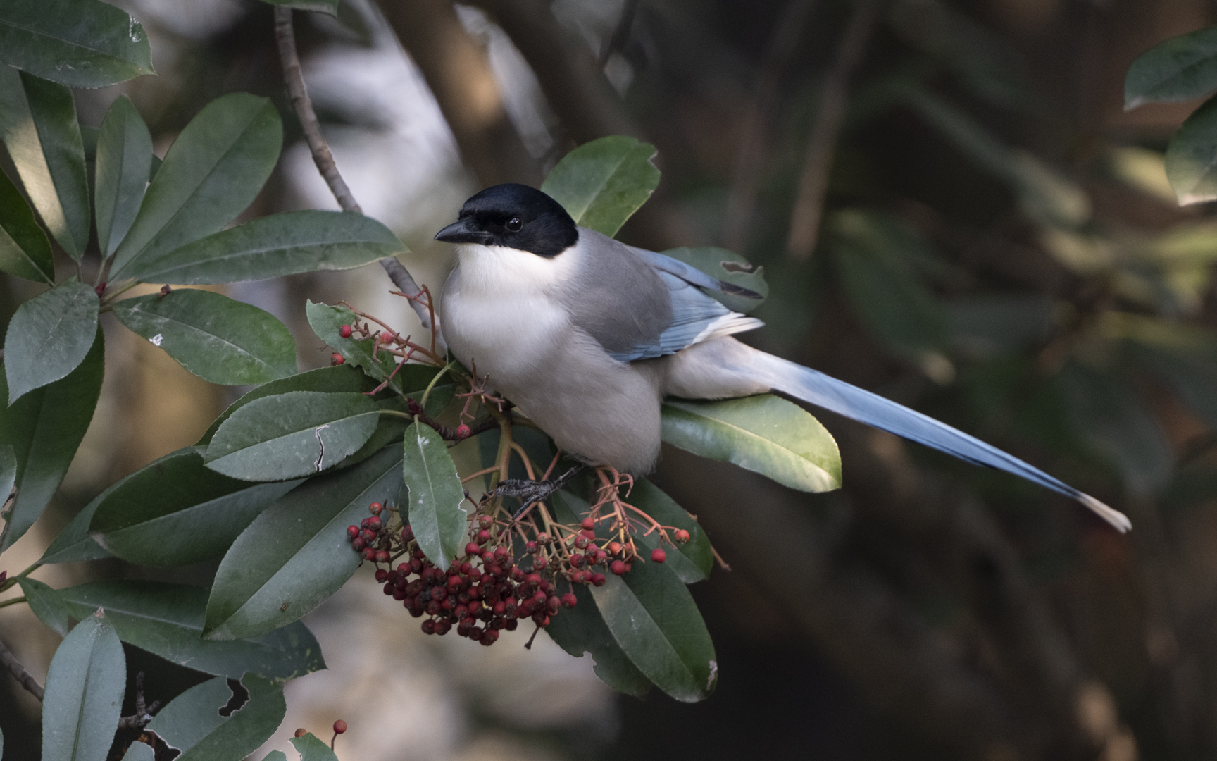 Cyanopica cyanus – オナガ Cyanopica cyanus – オナガ