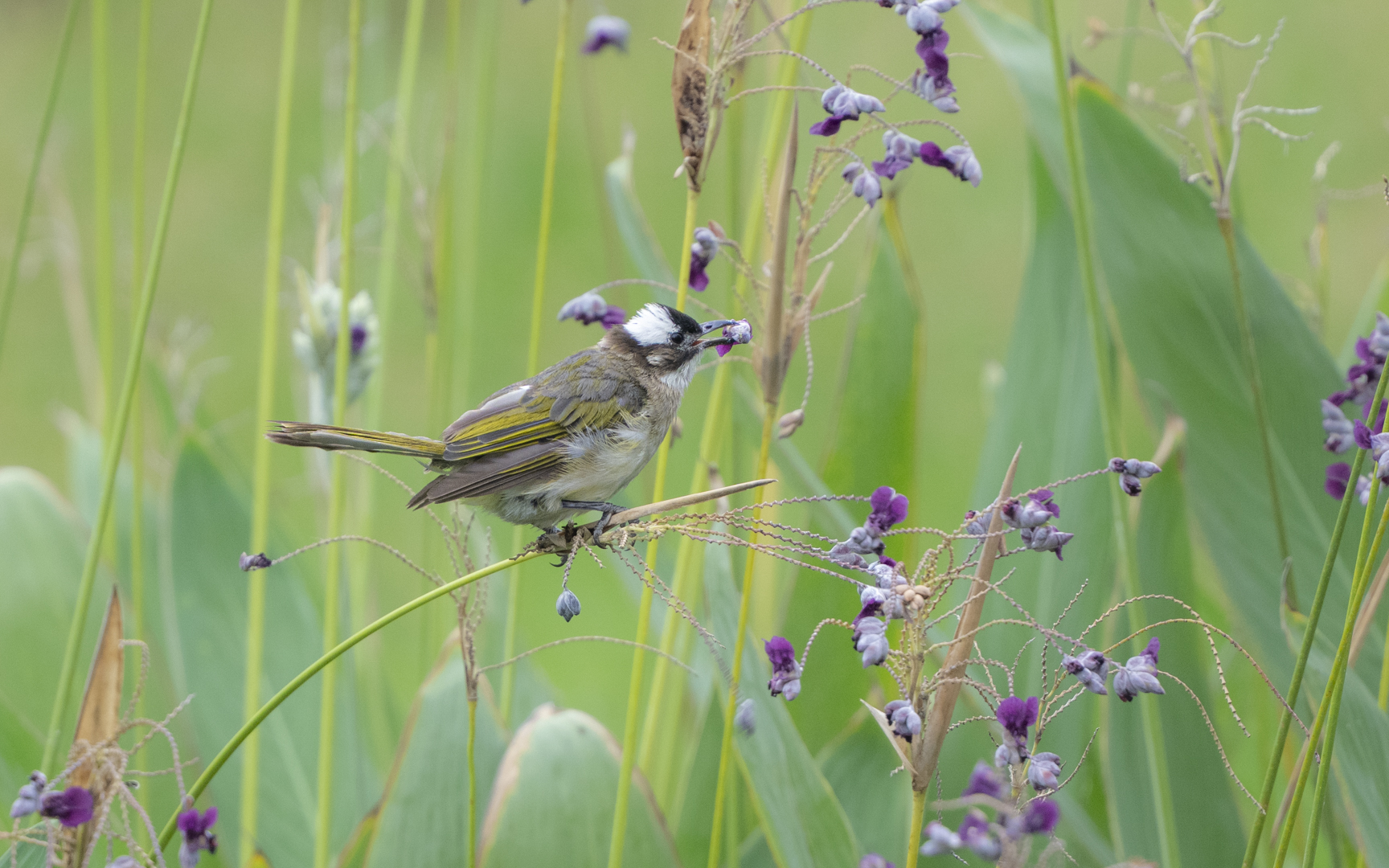 Pycnonotus sinensis – シロガシラ Pycnonotus sinensis – シロガシラ