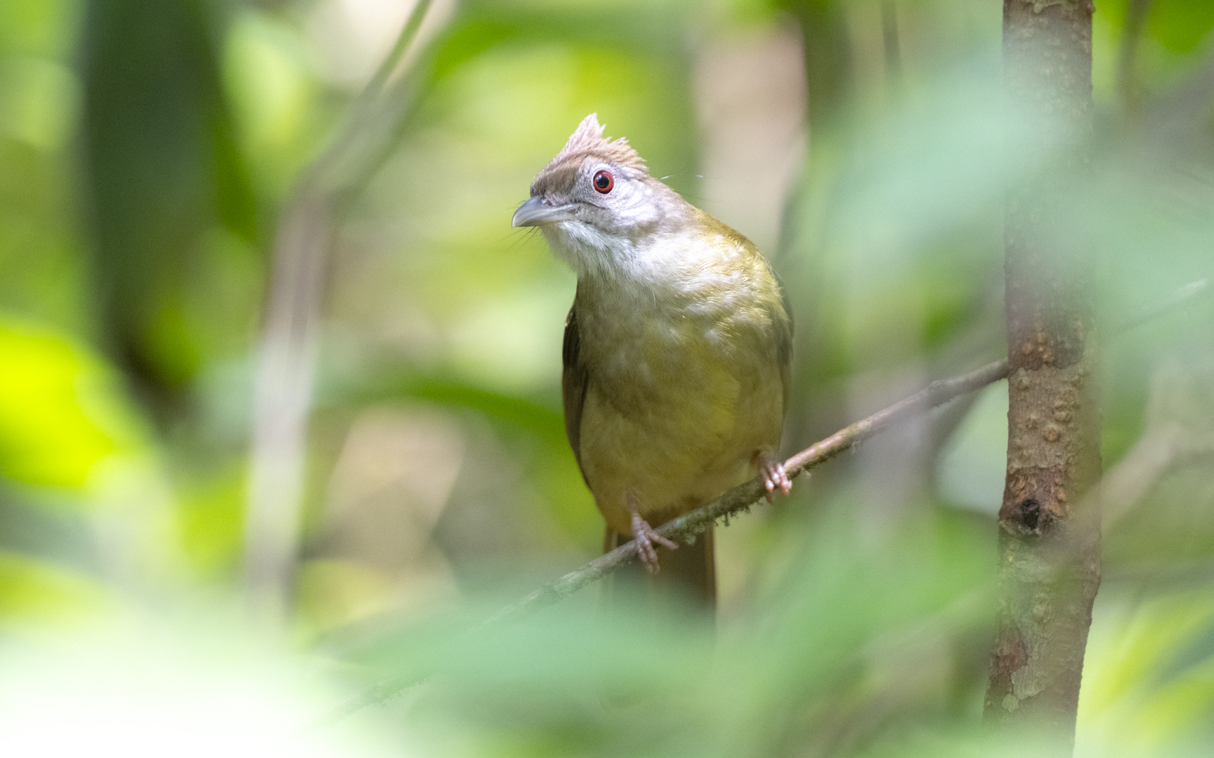 Alophoixus tephrogenys Alophoixus tephrogenys