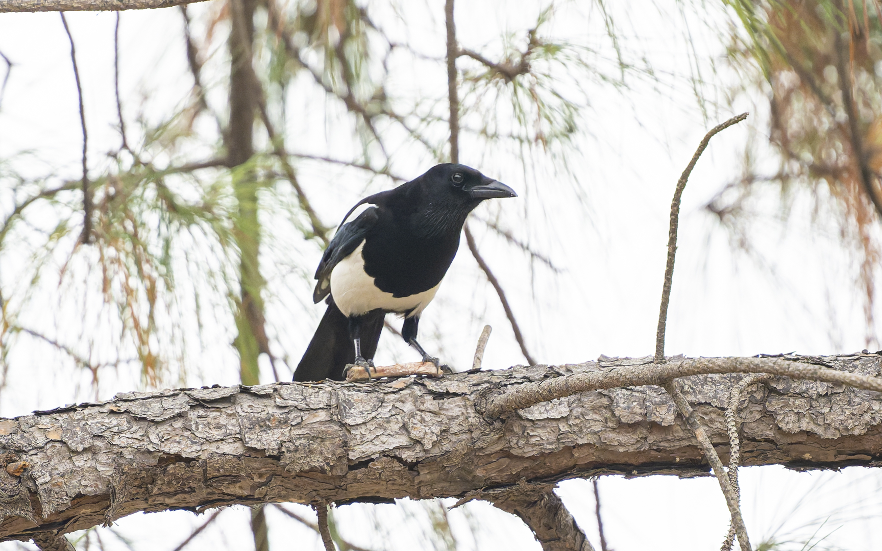 Pica serica – カササギ Pica serica – カササギ