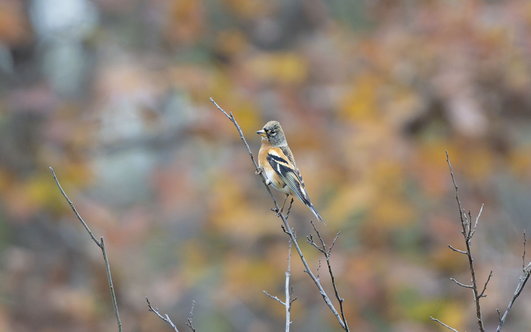 Fringilla montifringilla – アトリ Fringilla montifringilla – アトリ