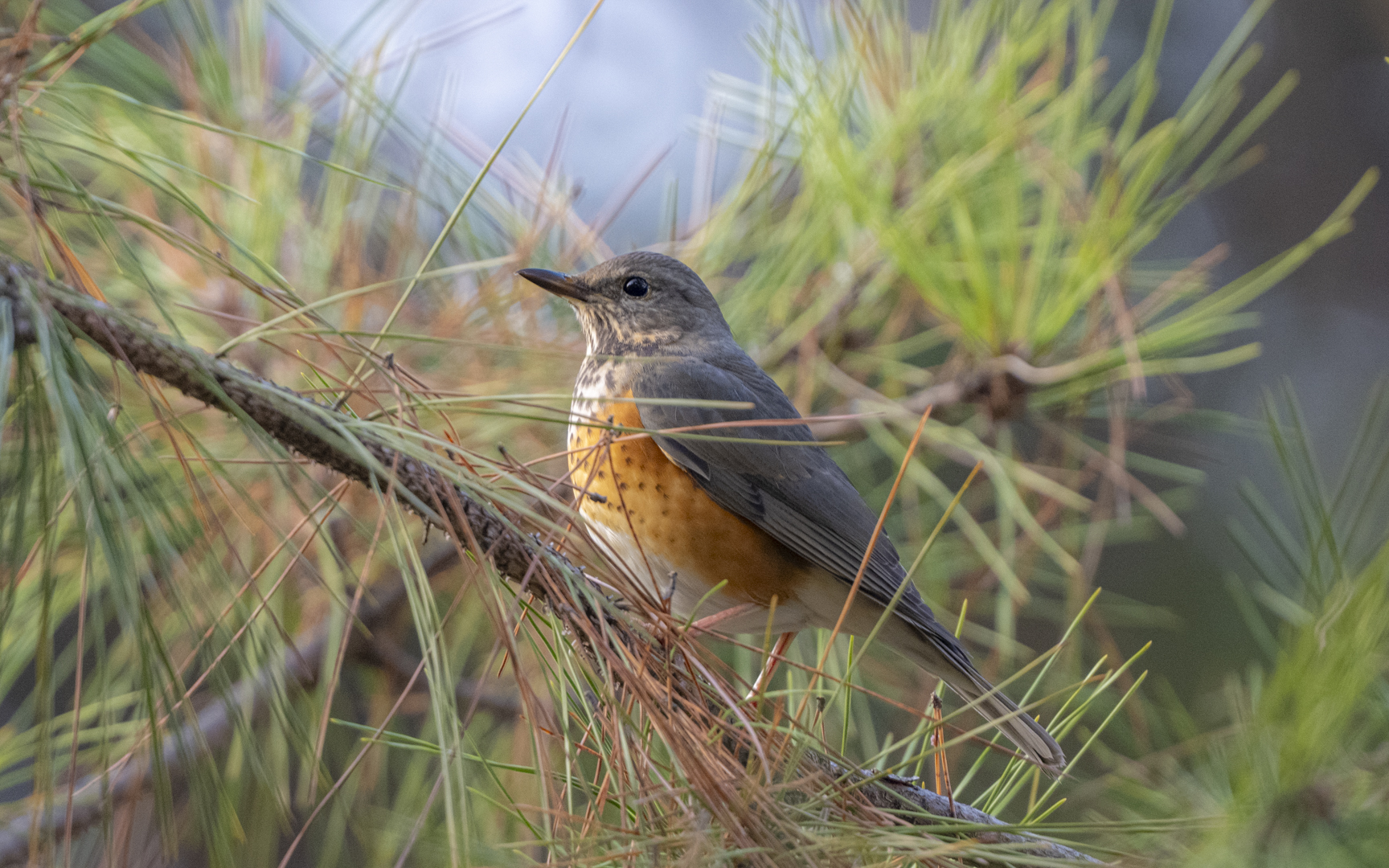 Turdus hortulorum – カラアカハラ Turdus hortulorum – カラアカハラ
