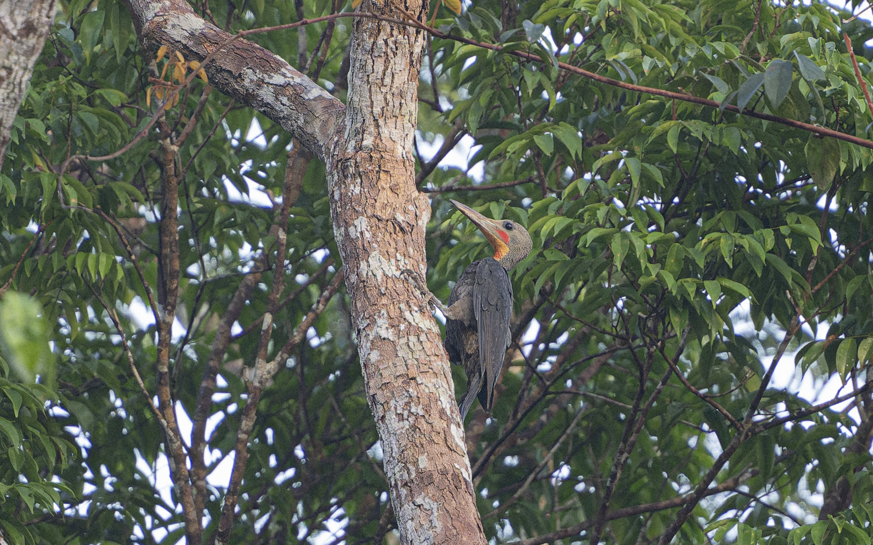 Mulleripicus pulverulentus – ボウシゲラ