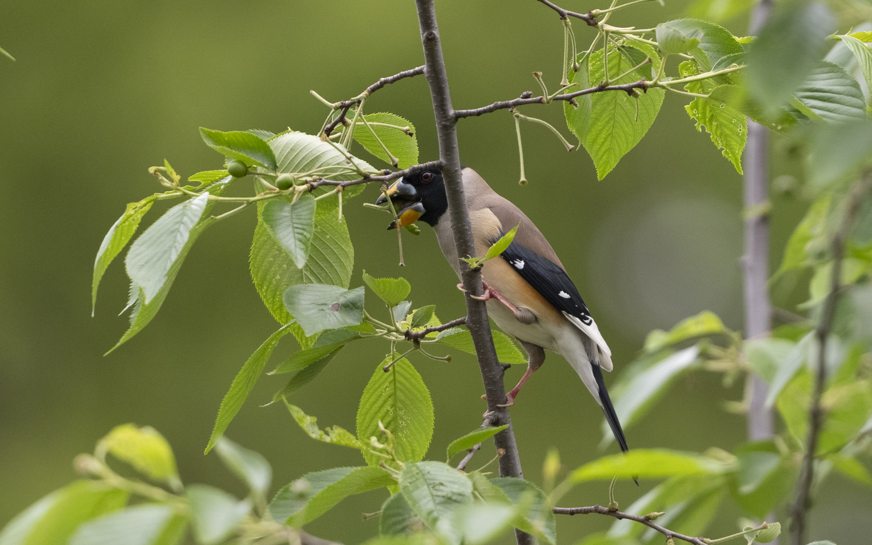 Eophona migratoria – コイカル Eophona migratoria – コイカル