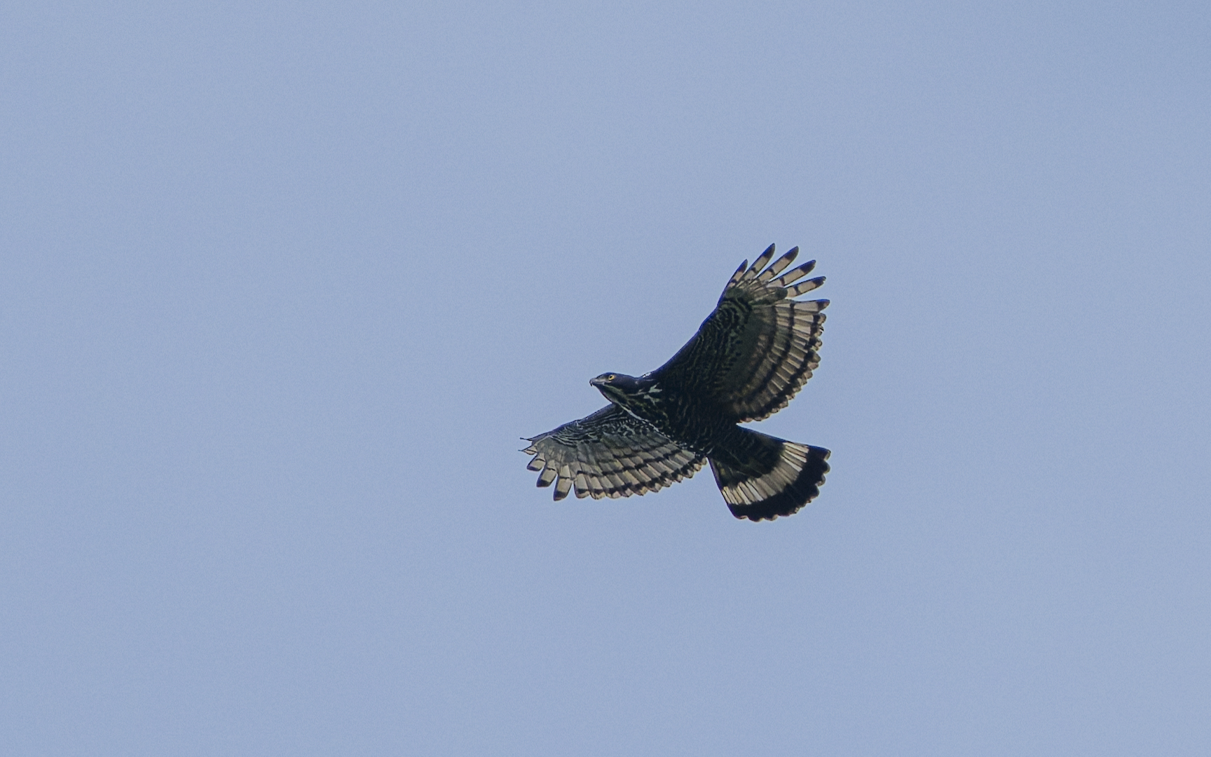 Nisaetus alboniger – カオグロクマタカ