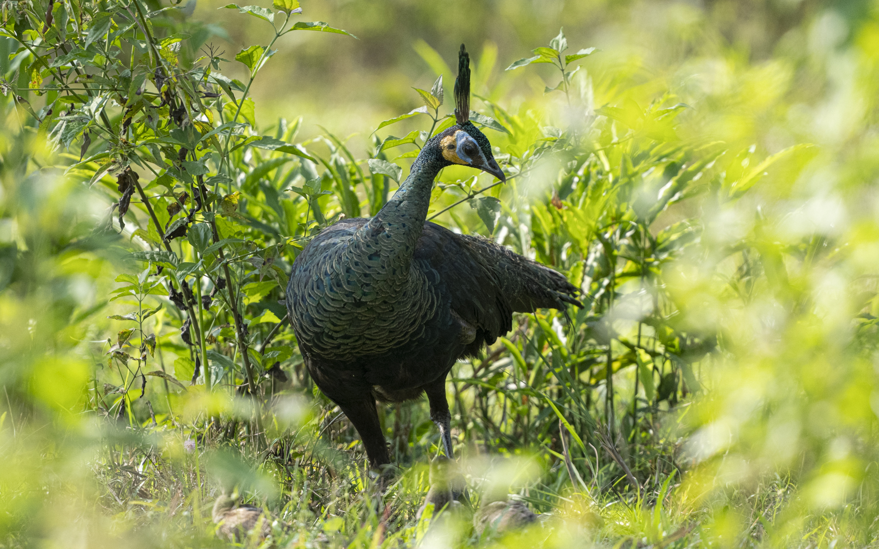 Pavo muticus – マクジャク