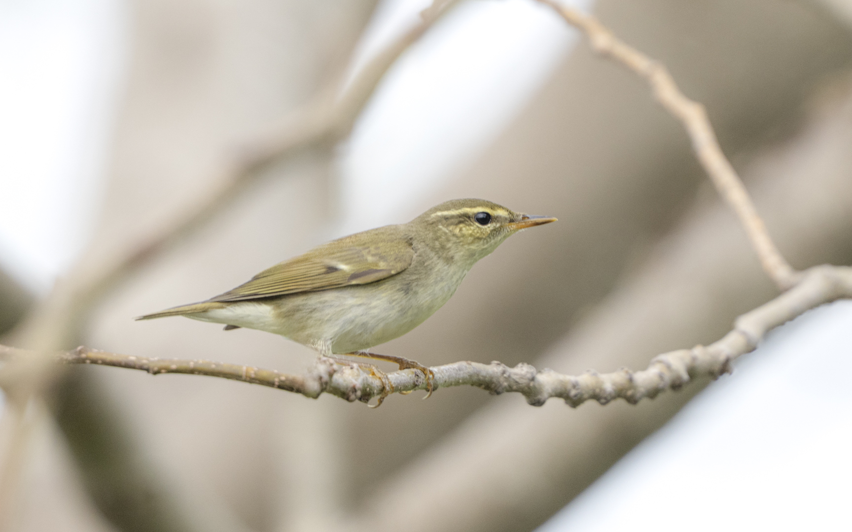 Phylloscopus xanthodryas – メボソムシクイ Phylloscopus xanthodryas – メボソムシクイ