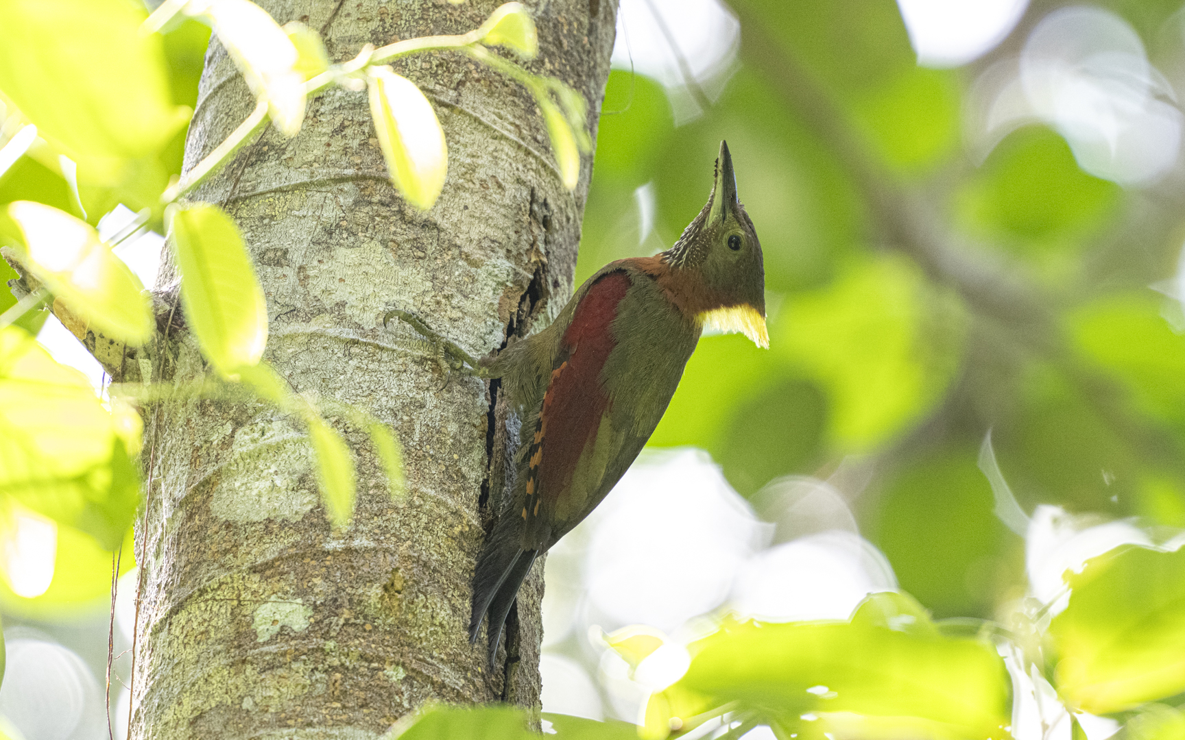 Chrysophlegma mentale – チャバネアオゲラ