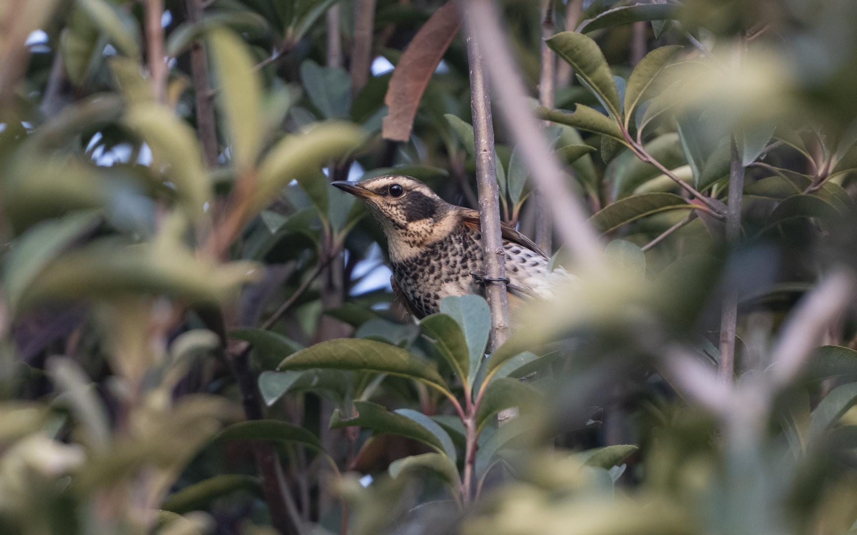 Turdus eunomus – ツグミ Turdus eunomus – ツグミ