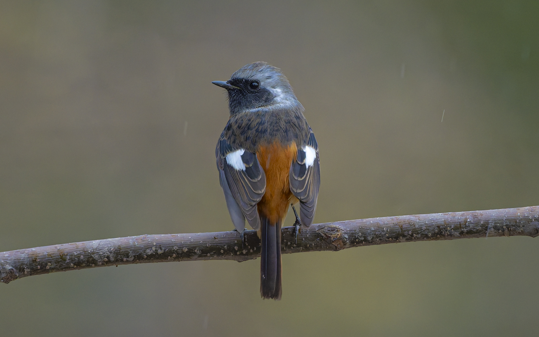 Phoenicurus auroreus – ジョウビタキ Phoenicurus auroreus – ジョウビタキ
