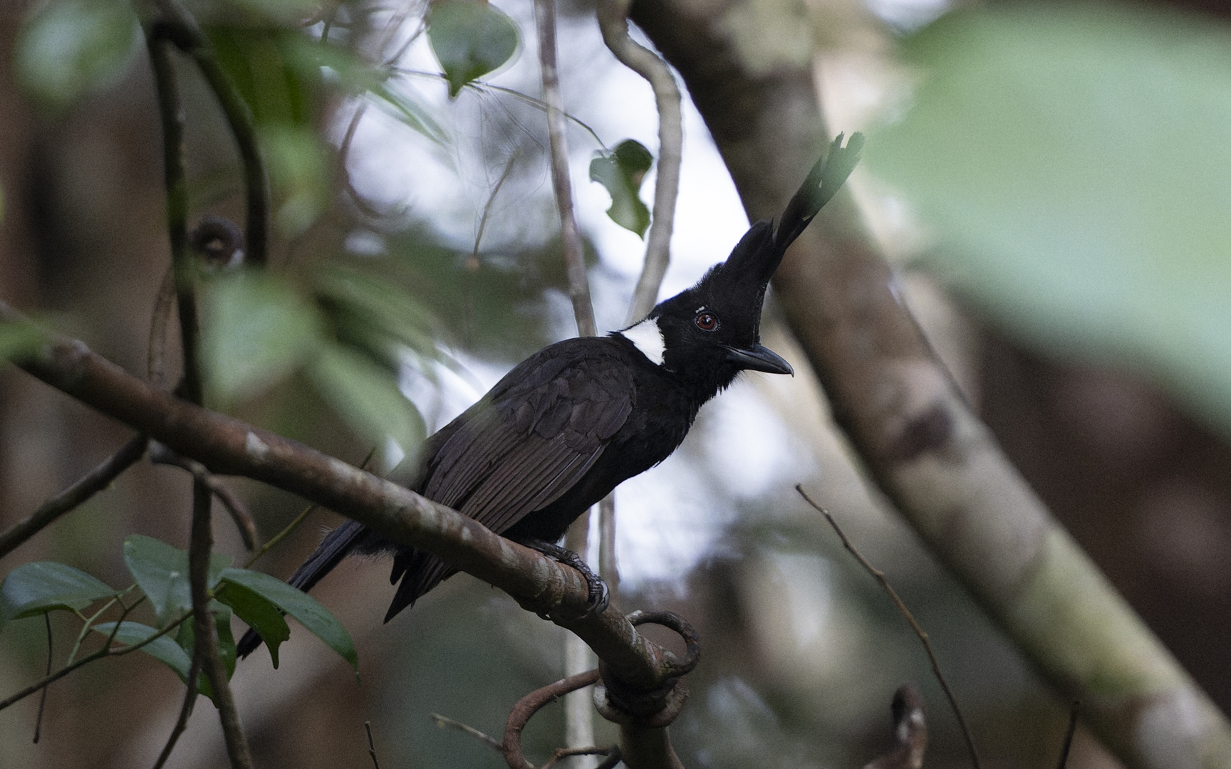 Platylophus galericulatus – カンムリカケス Platylophus galericulatus – カンムリカケス