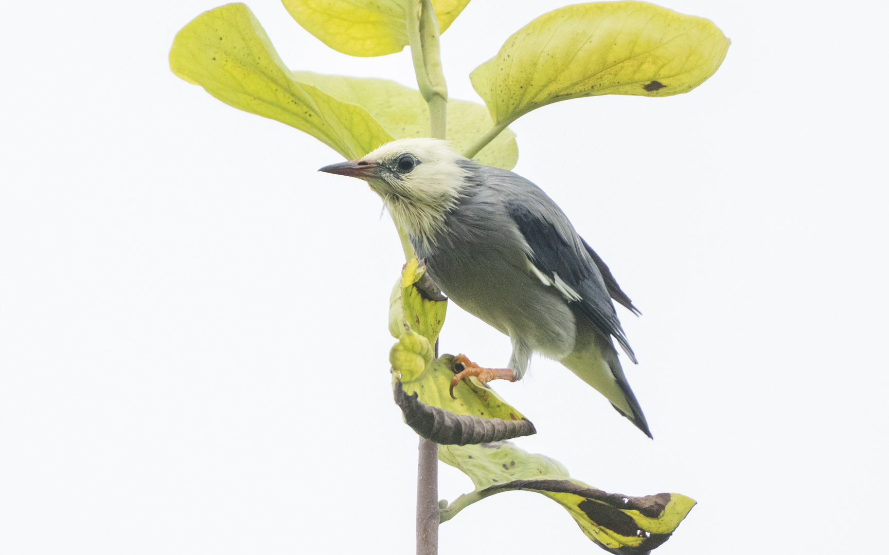 Spodiopsar sericeus – ギンムクドリ Spodiopsar sericeus – ギンムクドリ