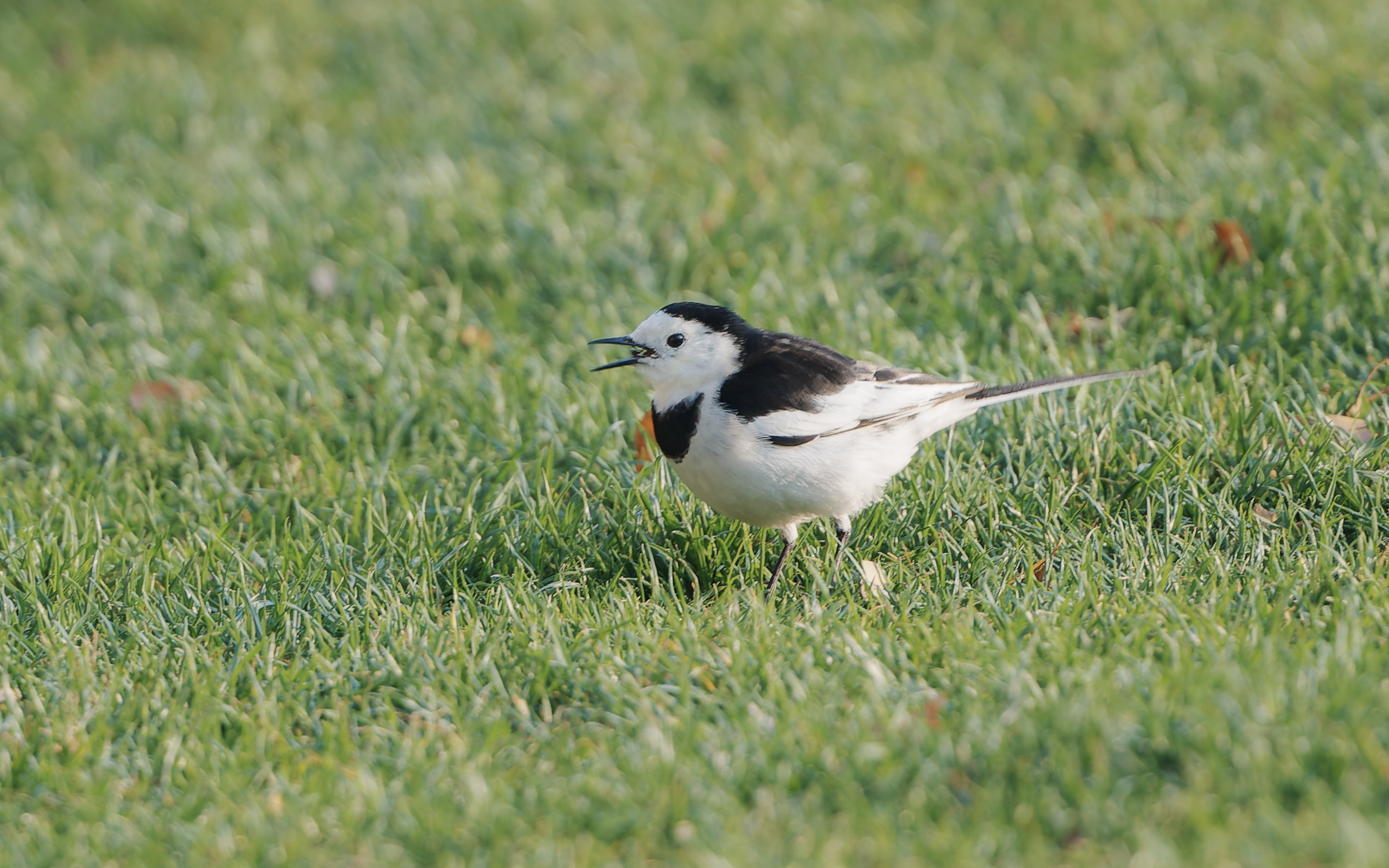 Motacilla alba – ハクセキレイ Motacilla alba – ハクセキレイ