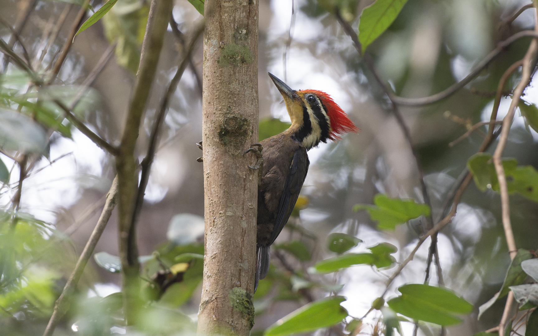 Gecinulus rafflesii – マレーズアカミユビゲラ