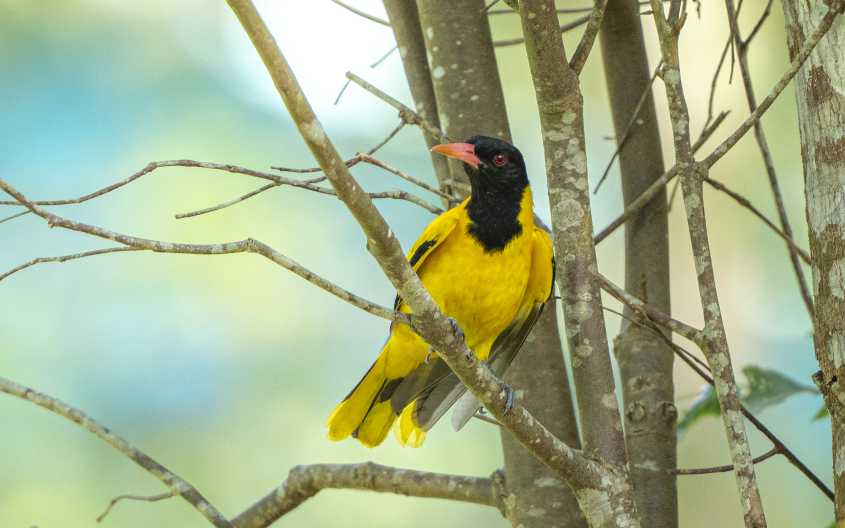 Oriolus xanthornus – ズグロコウライウグイス