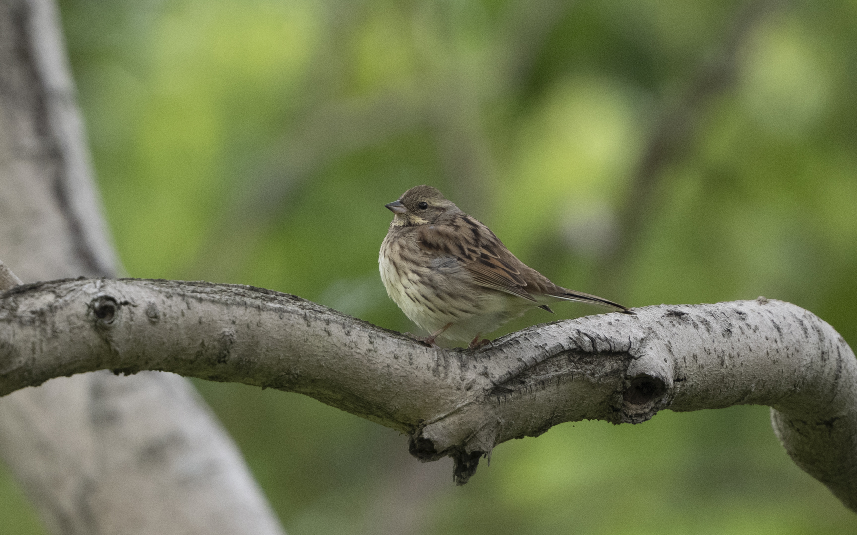 Schoeniclus personatus – アオジ Schoeniclus personatus – アオジ